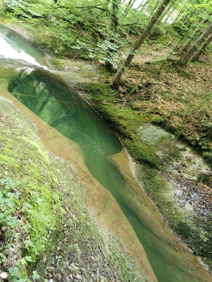 Nest Wangen im Allgaeu