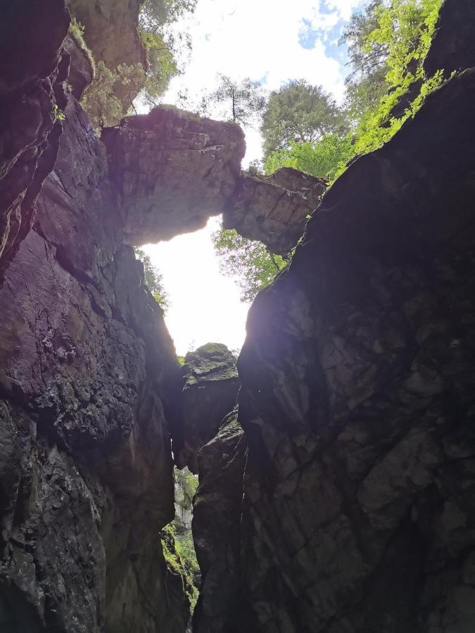 Nest